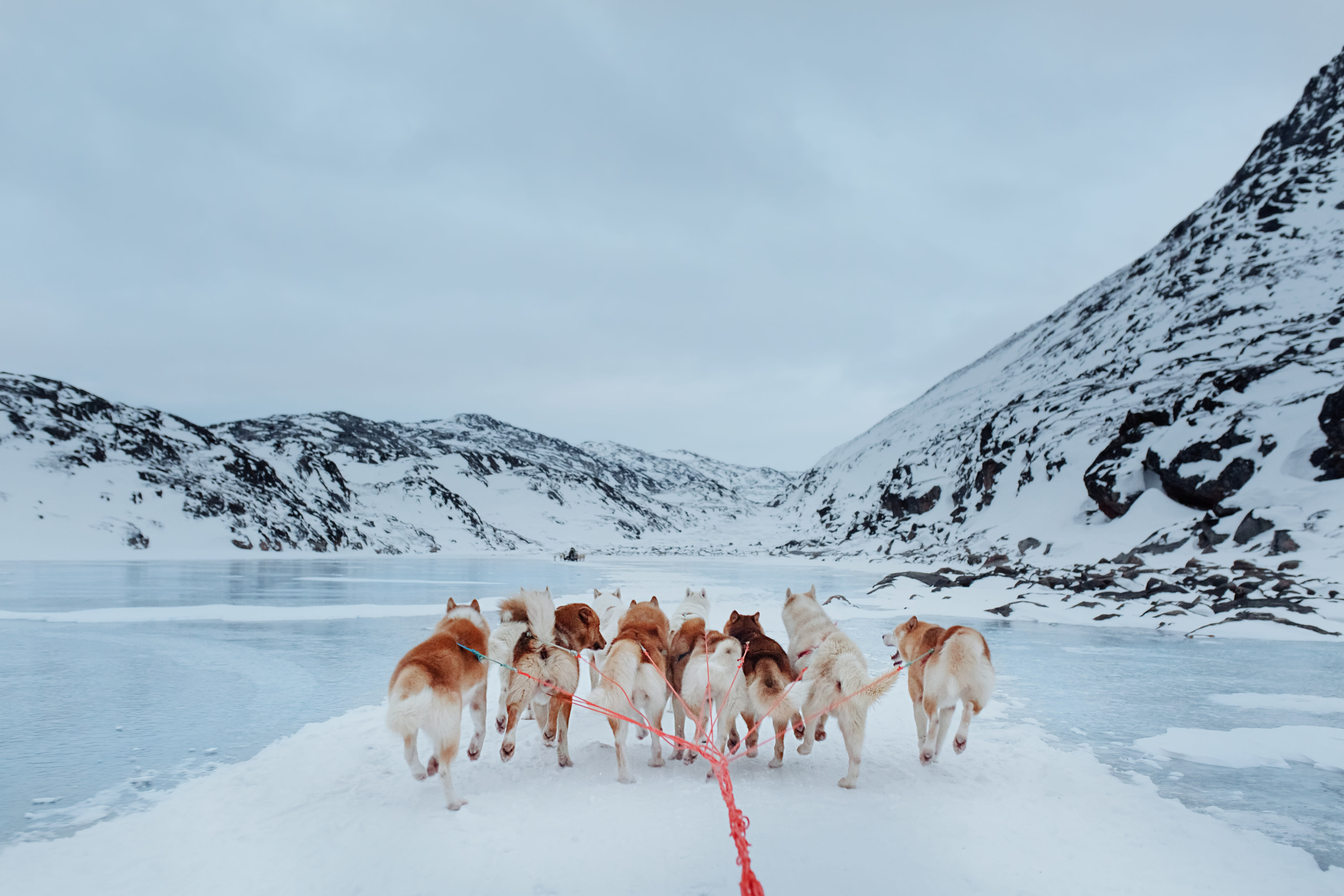 Huskies pull a sledge in Greenland
